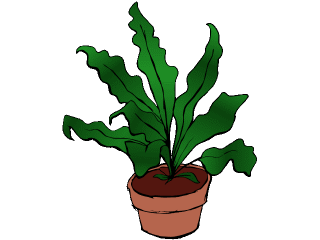 bird's nest fern.gif